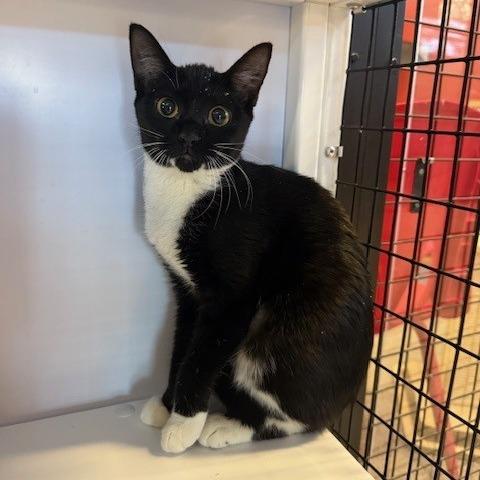 Magic (10), Adoptable, Young Female Domestic Short Hair.