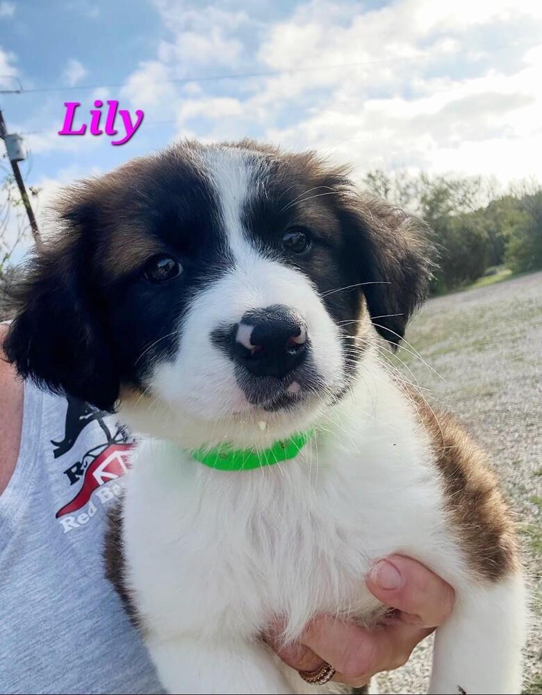 Lily, Adoptable, Puppy Female Saint Bernard & Labrador Retriever.