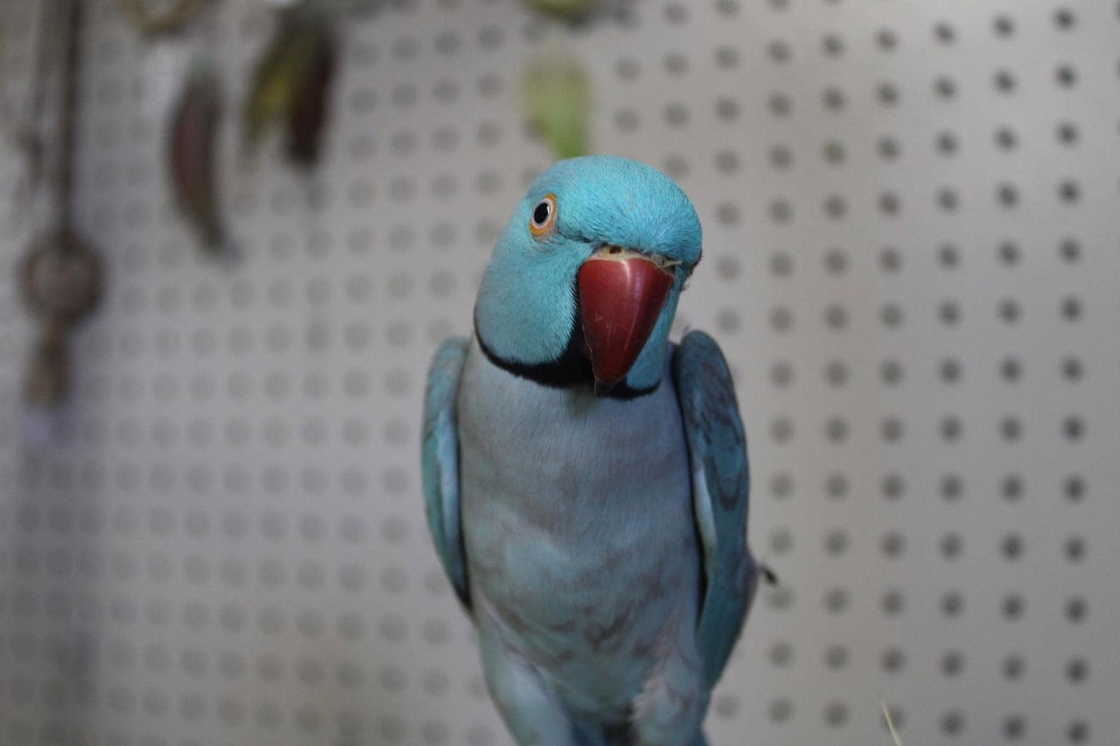 Oatmeal, Adoptable, Adult Male Ringneck / Psittacula.