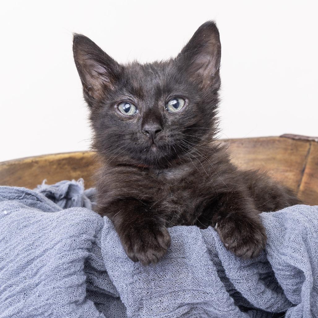 Enlarge Bear, a Adoptable Domestic Short Hair in Franklin, TN image 1/4