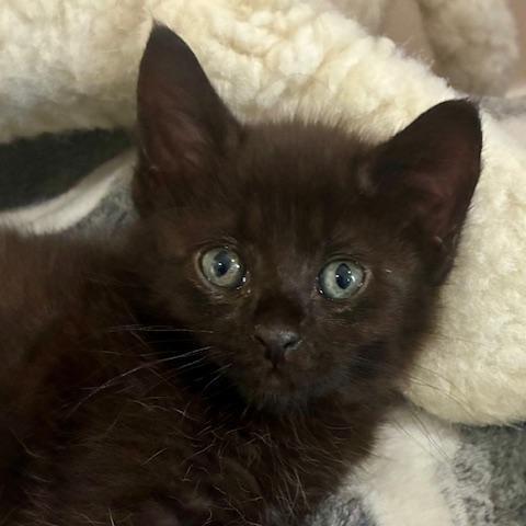 Enlarge Bear, a Adoptable Domestic Short Hair in Franklin, TN image 2/4