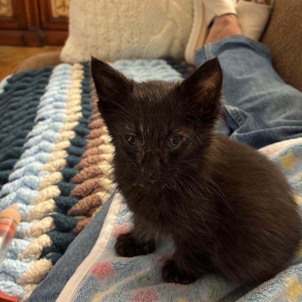 Enlarge Bear, a Adoptable Domestic Short Hair in Franklin, TN image 3/4