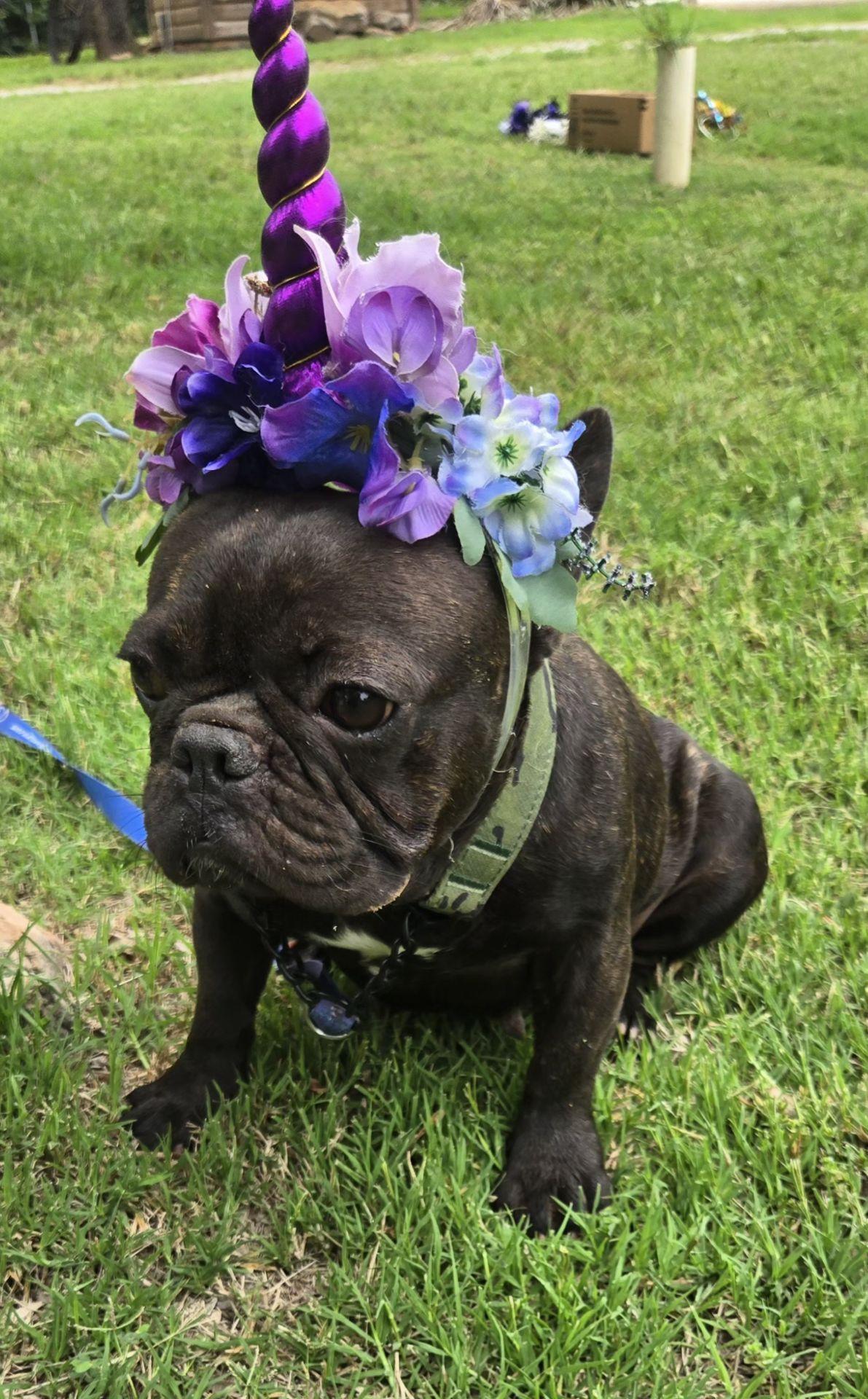 Enlarge MUFFIN 425, a ADOPTABLE French Bulldog in Milwaukee, WI image 3/4
