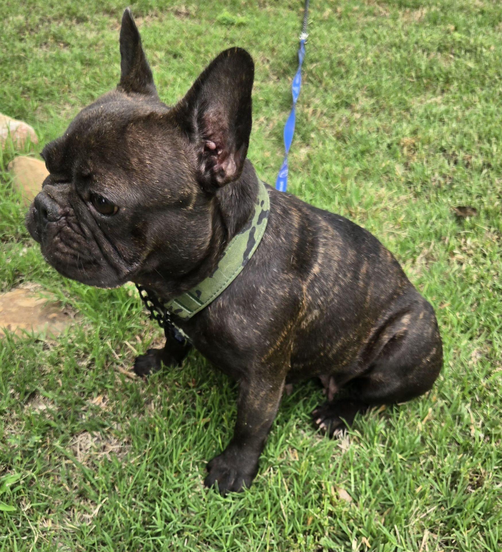 Enlarge MUFFIN 425, a ADOPTABLE French Bulldog in Milwaukee, WI image 2/4