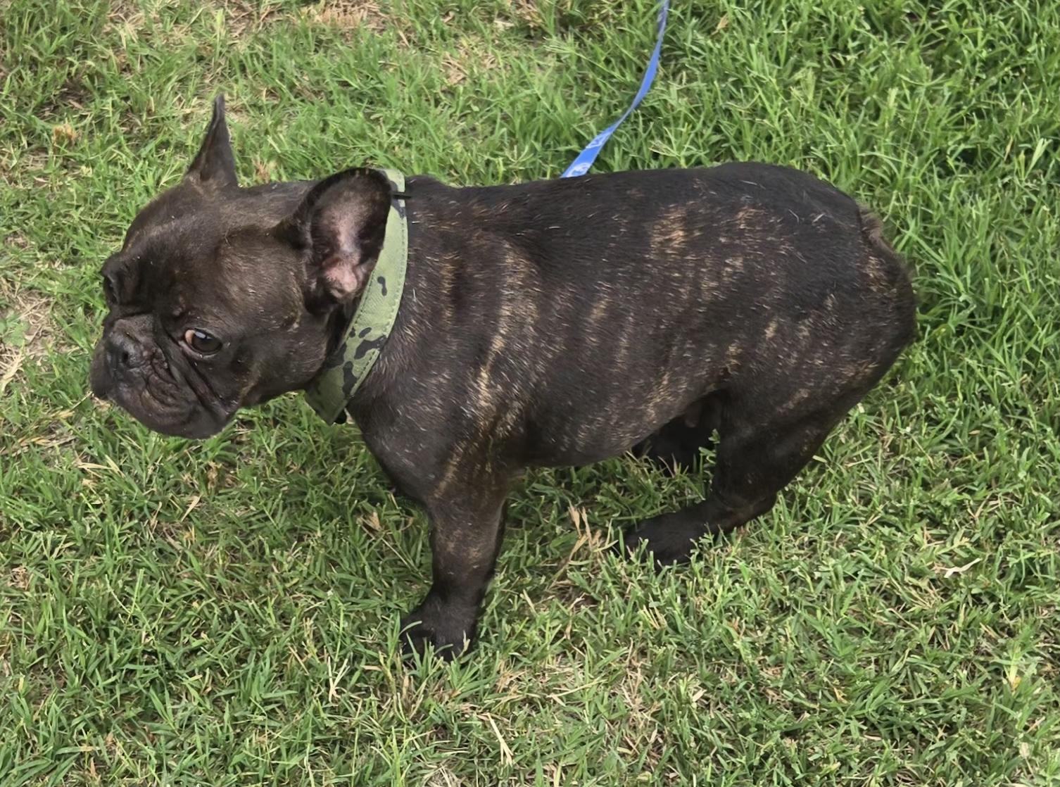 Enlarge MUFFIN 425, a ADOPTABLE French Bulldog in Milwaukee, WI image 4/4