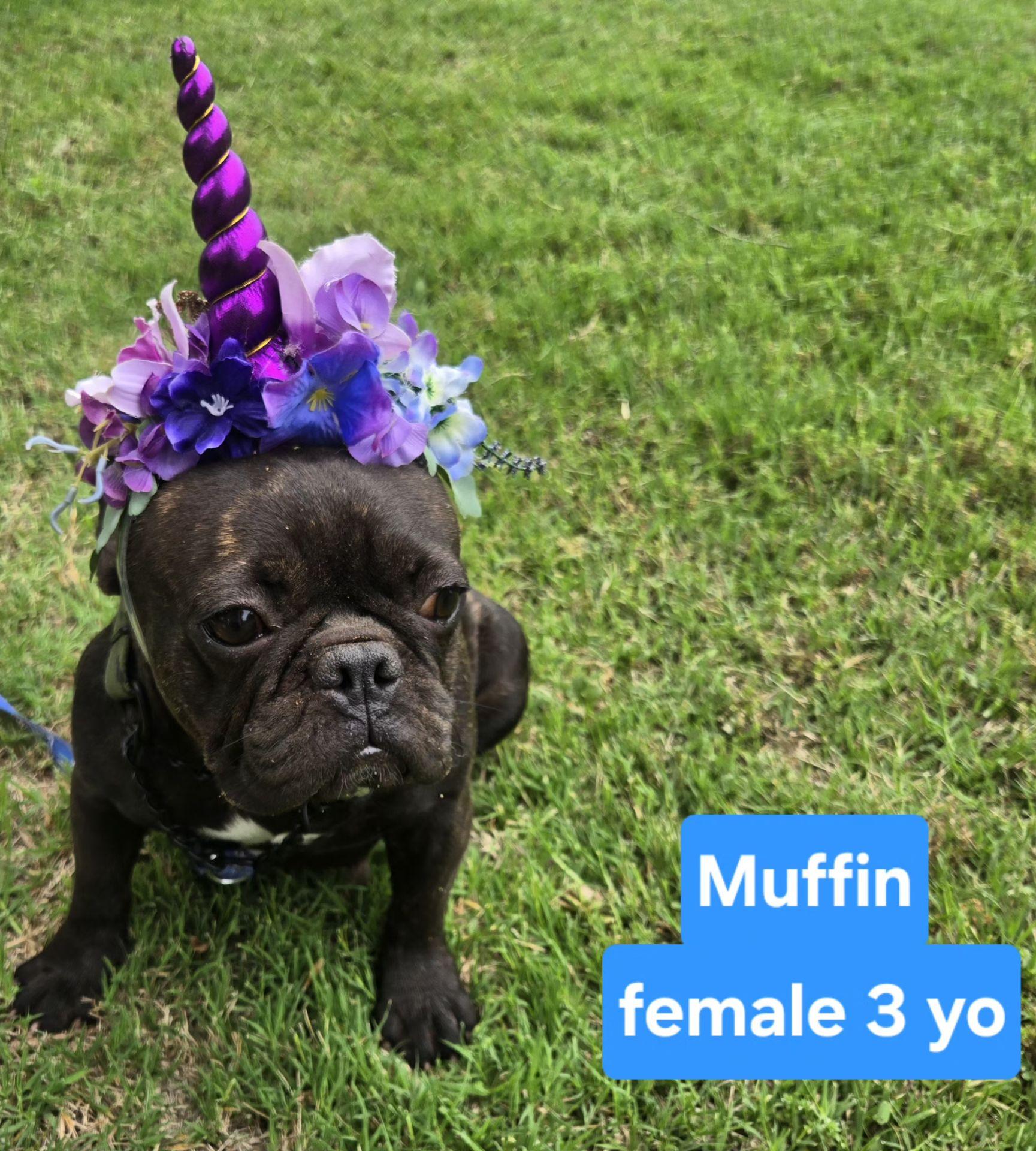 Enlarge MUFFIN 425, a ADOPTABLE French Bulldog in Milwaukee, WI image 1/4