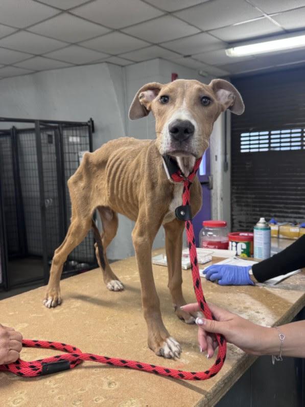 Enlarge The Amazing Bobinsky, a Adoptable mixed breed in Aurora, CO image 4/5