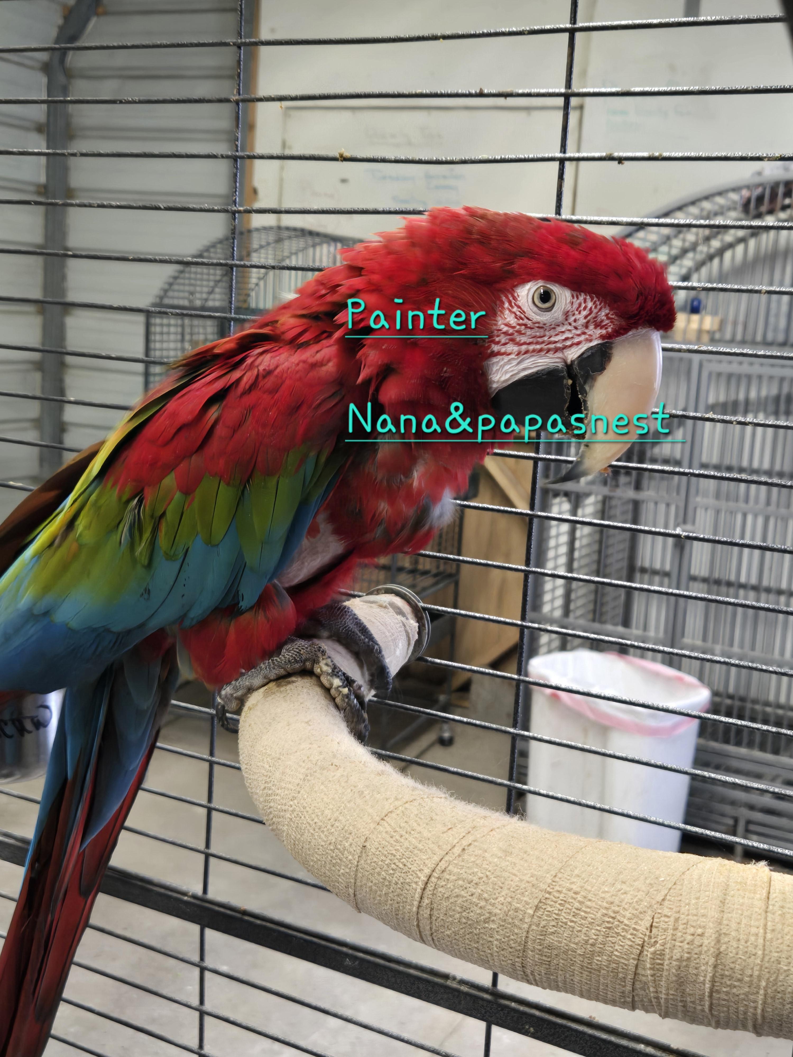 Painter, ADOPTABLE, Adult Male Macaw.