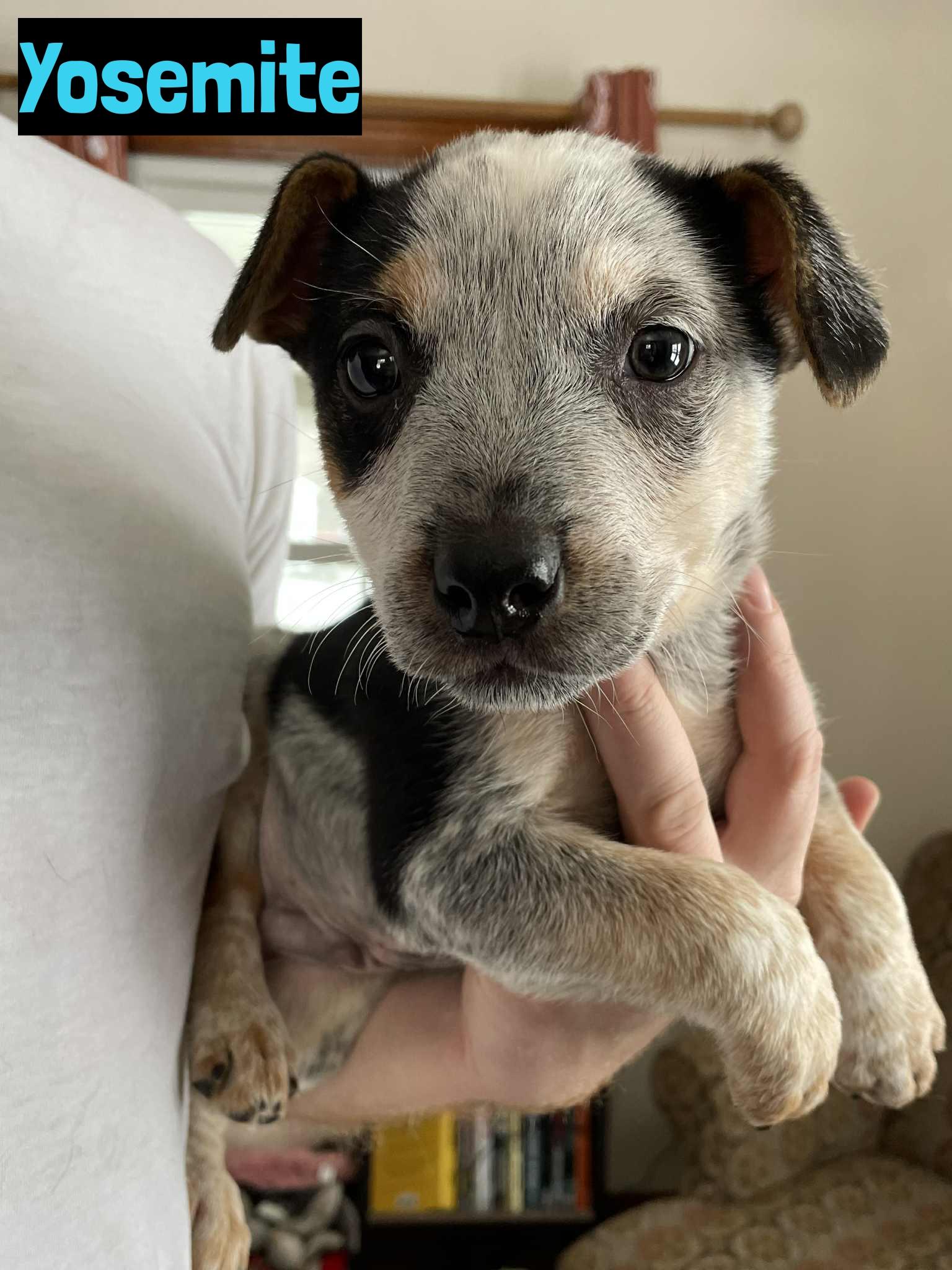 Yosemite, adopted, Puppy Male Cattle Dog.
