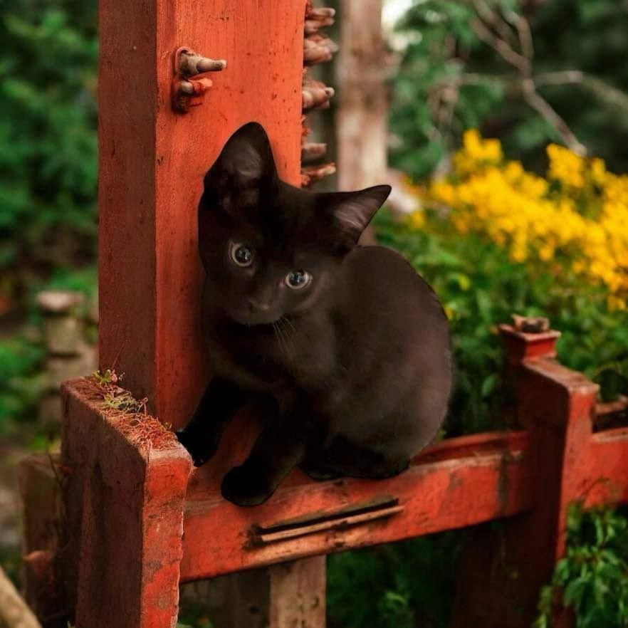 Lightning, a Adopted Domestic Short Hair in Dalzell, IL image 1/2