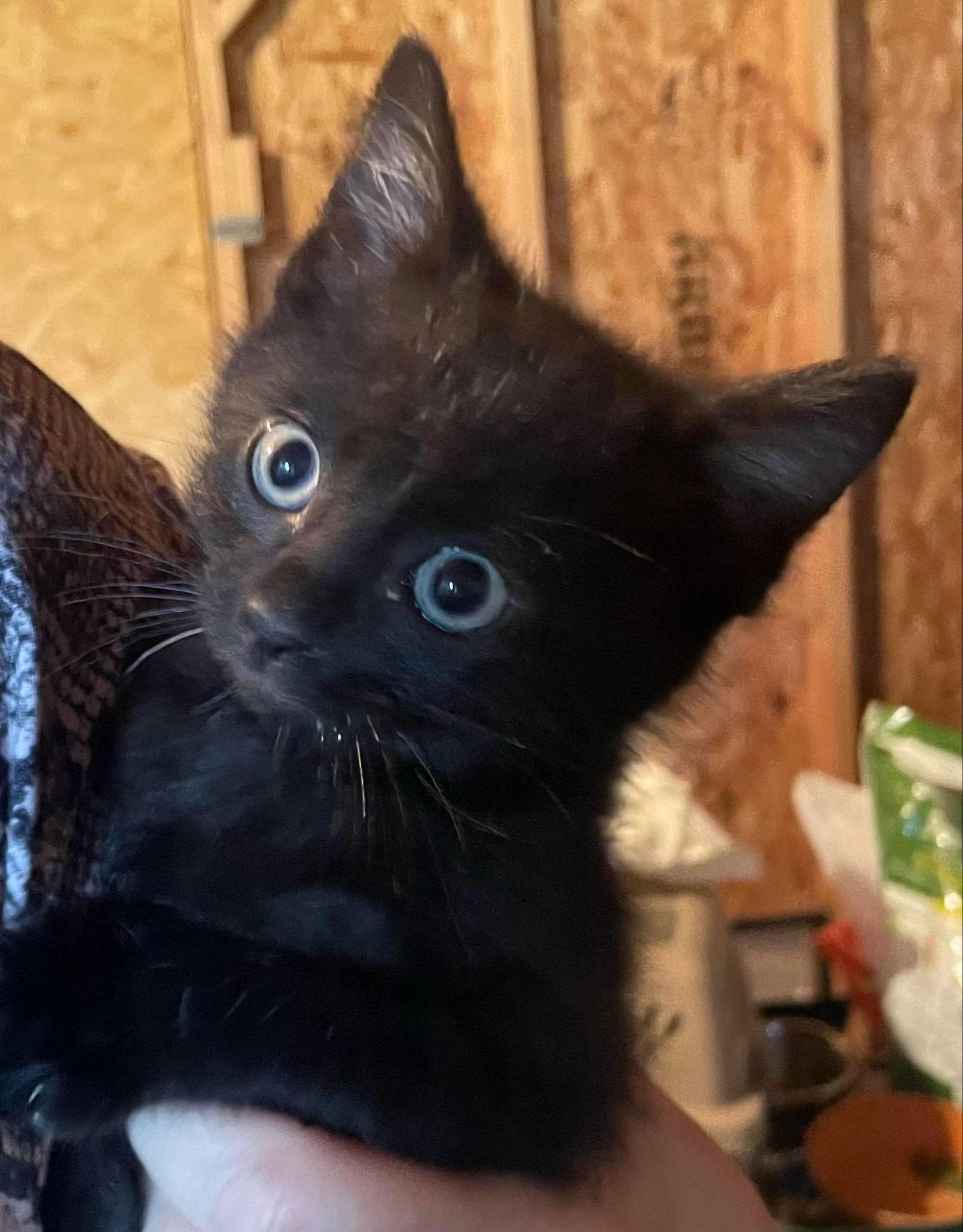 Lightning, a Adopted Domestic Short Hair in Dalzell, IL image 2/2