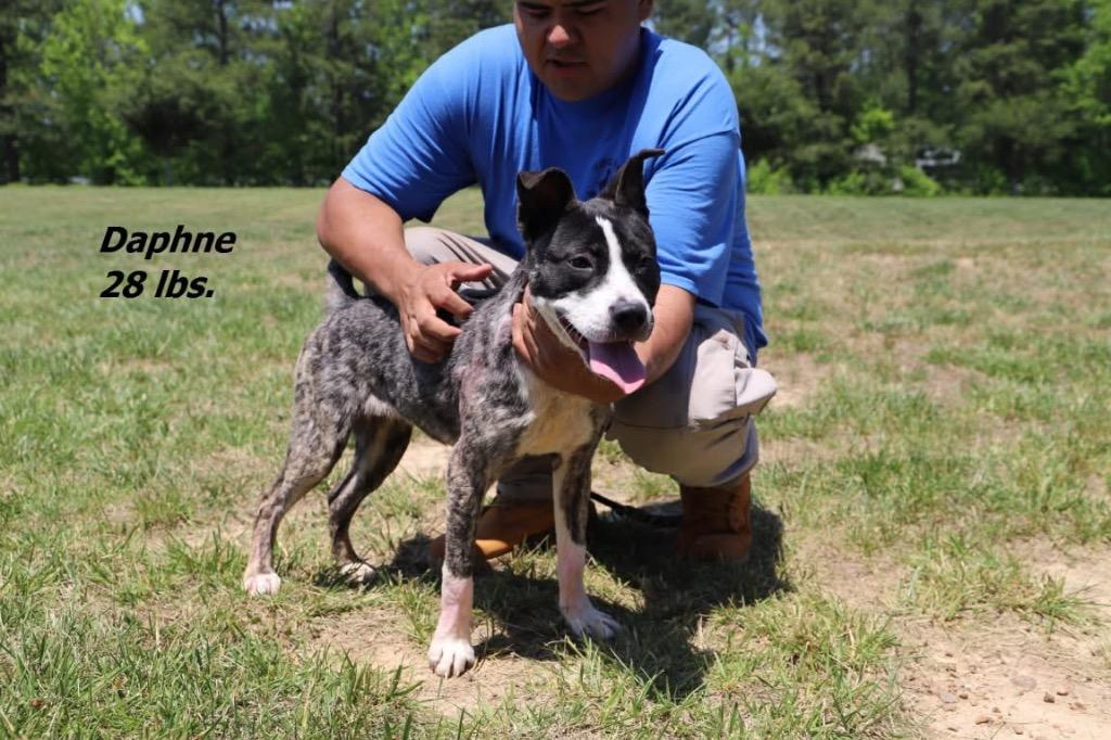 Daphne, Adoptable, Puppy Female Mixed Breed.