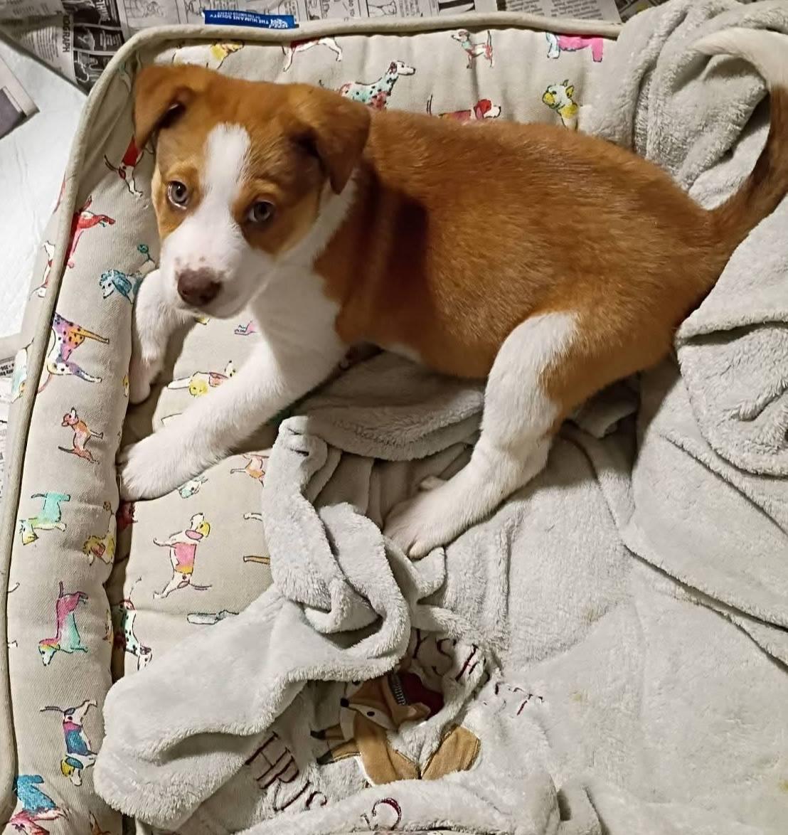 Enlarge Honey, an adopted mixed breed in Fort Payne, AL image 4/6