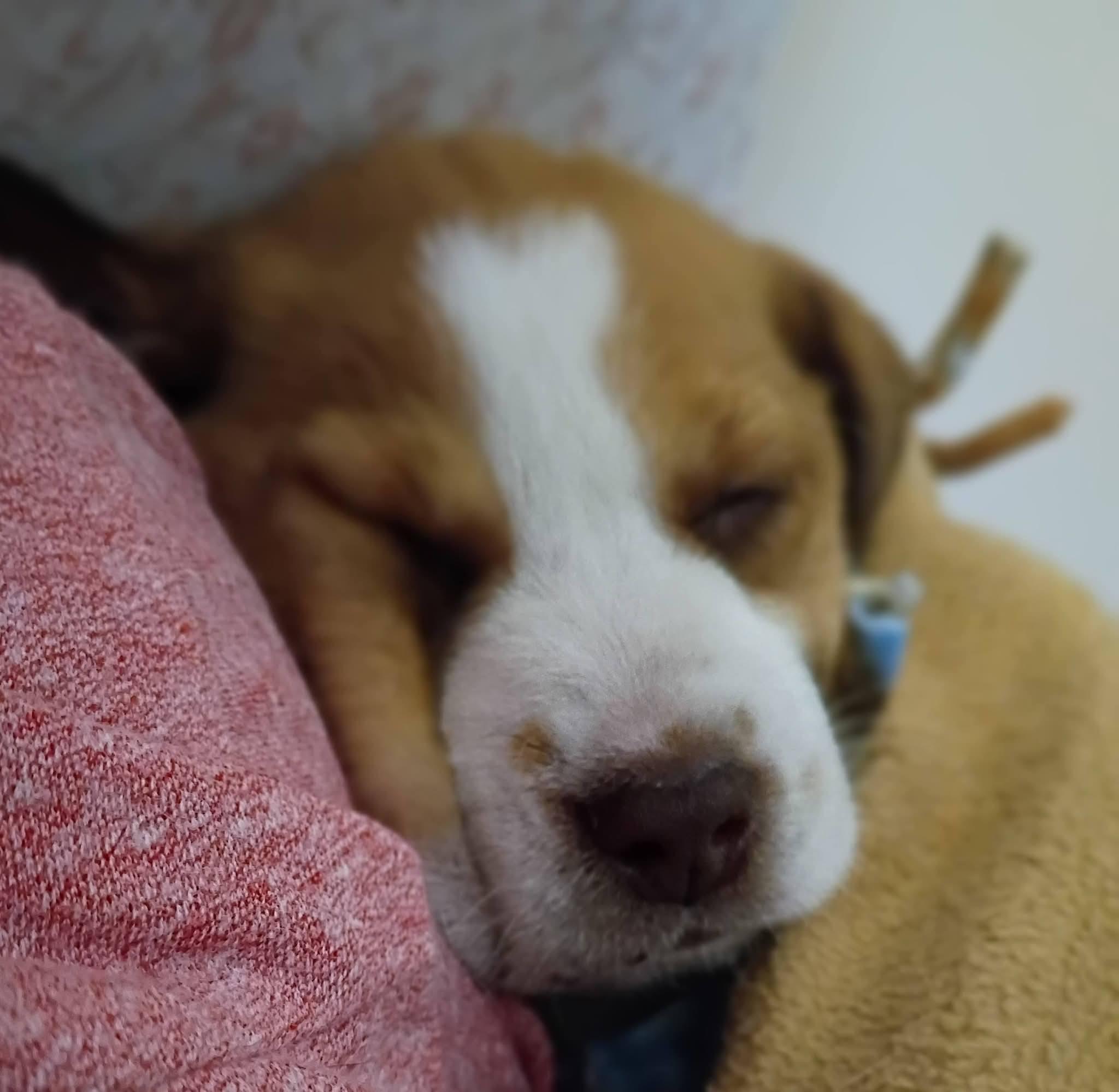 Enlarge Honey, an adopted mixed breed in Fort Payne, AL image 2/6