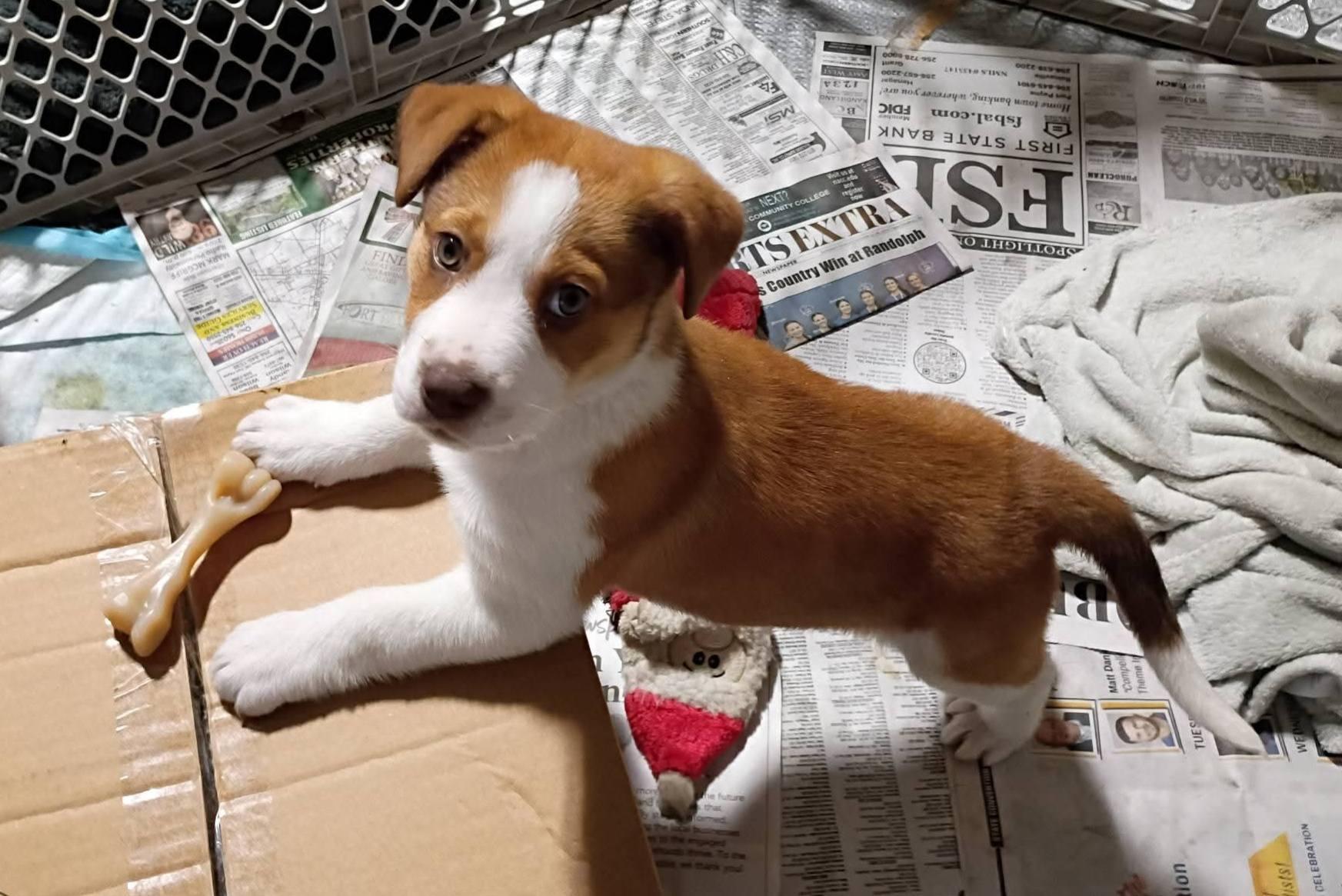 Enlarge Honey, an adopted mixed breed in Fort Payne, AL image 5/6