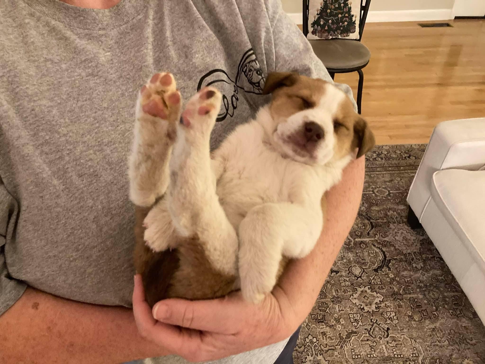 Enlarge Honey, an adopted mixed breed in Fort Payne, AL image 6/6