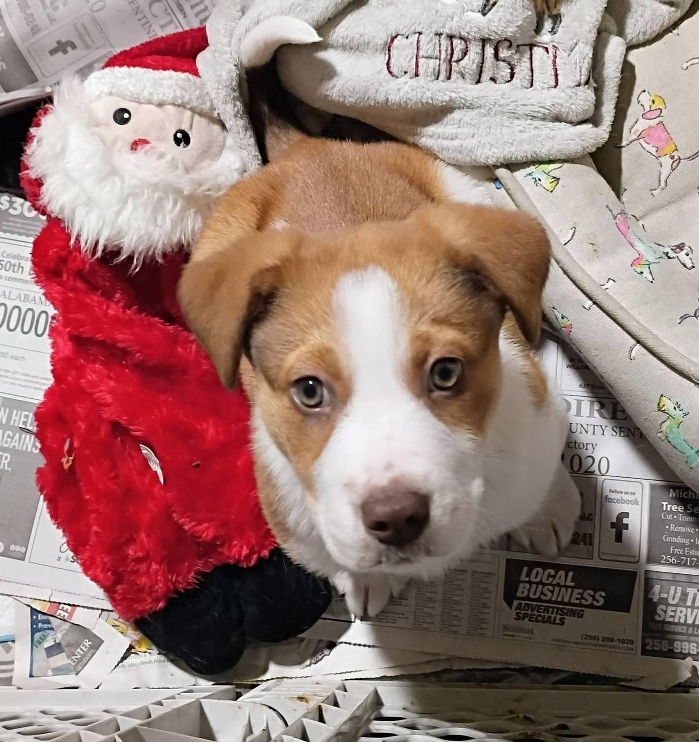 Honey, adopted, Puppy Female Labrador Retriever.