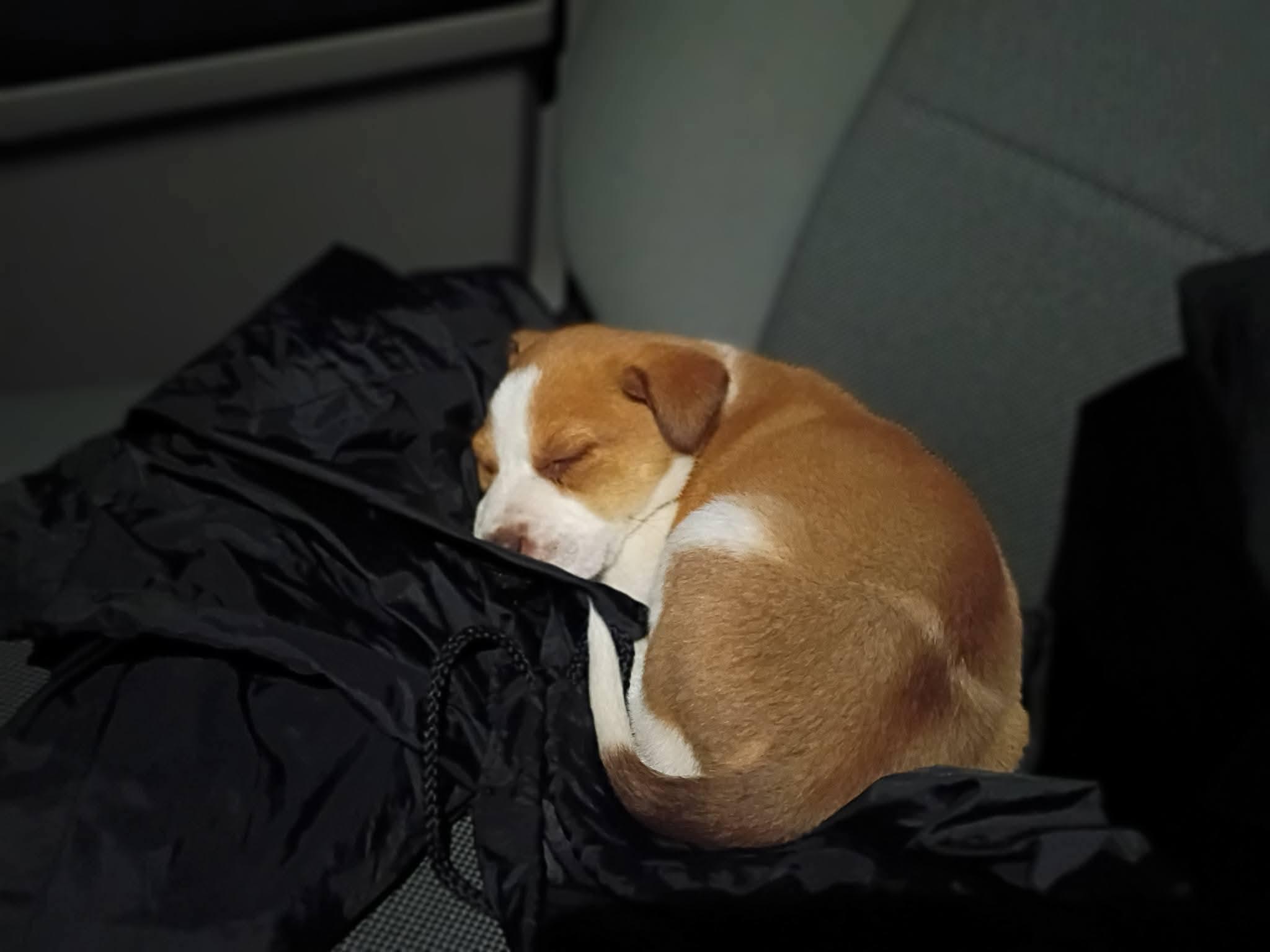 Enlarge Honey, an adopted mixed breed in Fort Payne, AL image 3/6