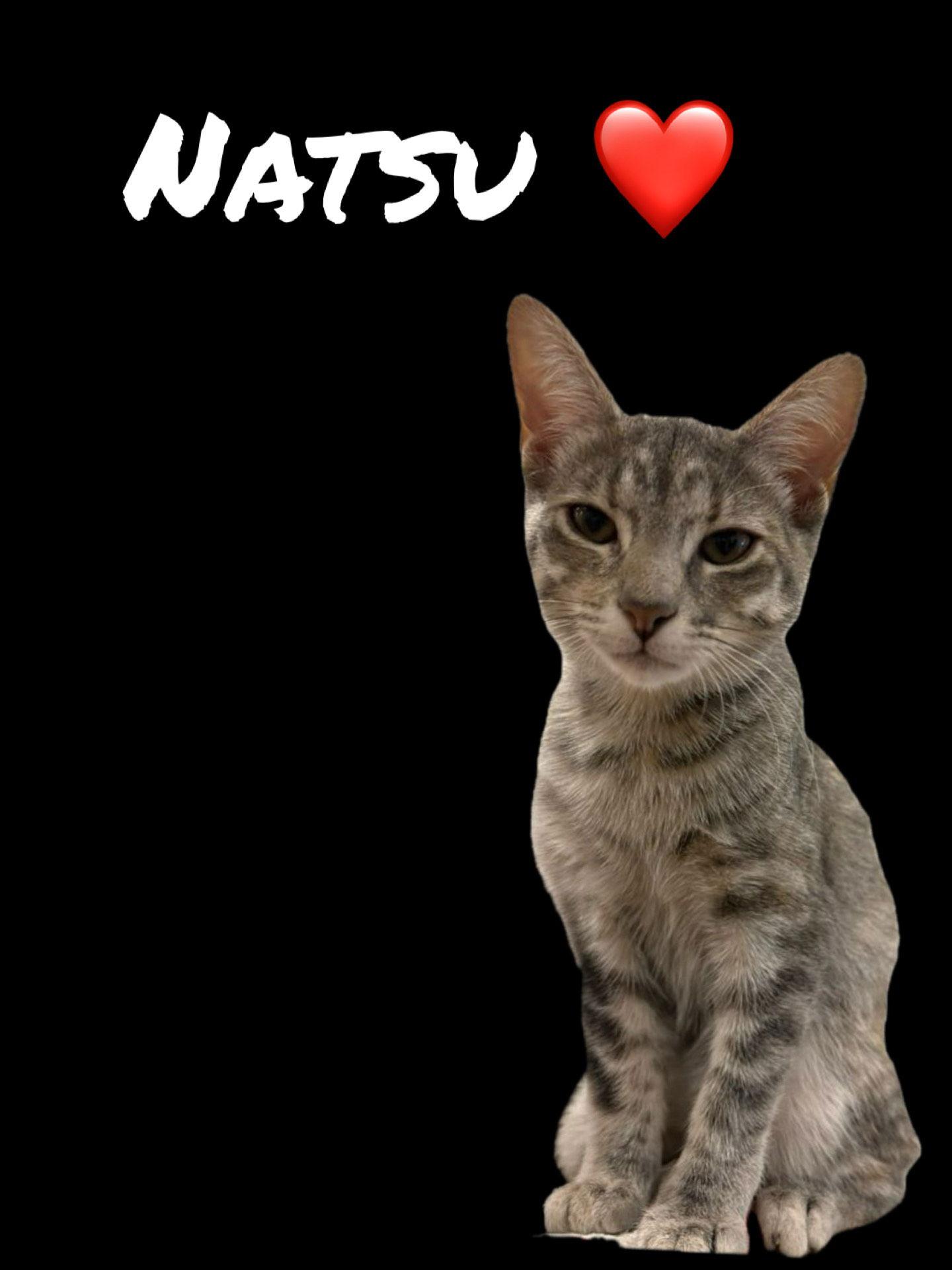 Enlarge Natsu, a Adopted mixed breed in Pensacola, FL image 1/1
