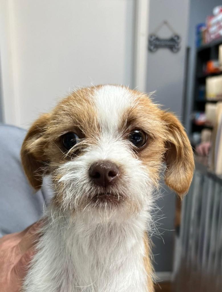 Enlarge Gumdrop, a Adoptable Terrier in Leander, TX image 1/2