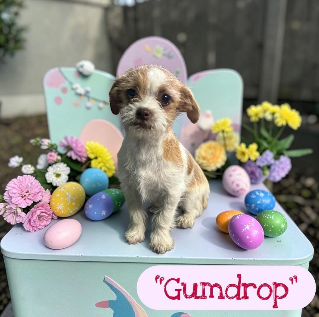 Enlarge Gumdrop, a Adoptable Terrier in Leander, TX image 2/2