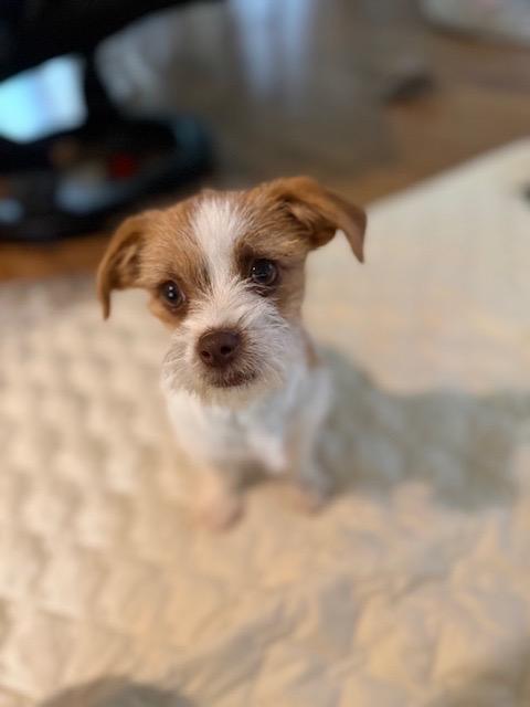 Enlarge Gumdrop, a Adopted Terrier in Leander, TX image 3/4