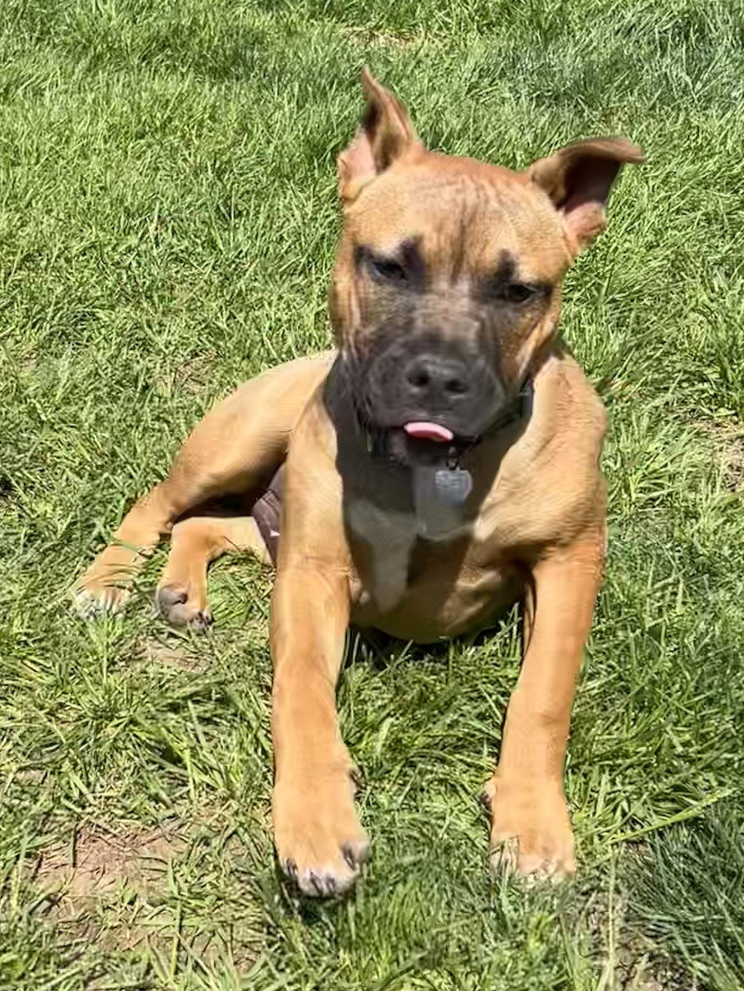 Fv Litter Lennox, Adoptable, Puppy Male American Bulldog.