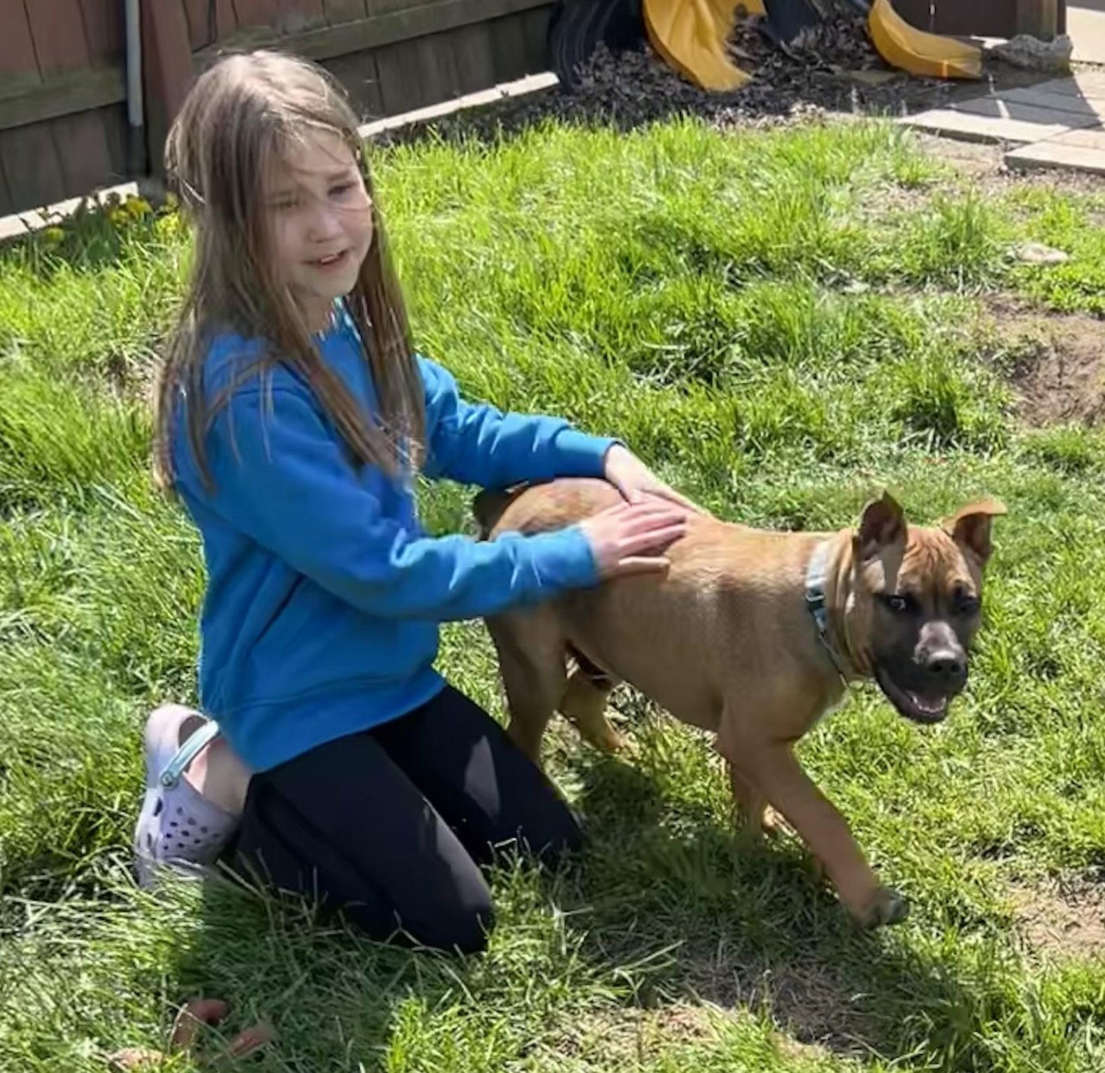 Enlarge Fv Litter Lennox, a Adoptable American Bulldog in Livonia, MI image 2/3