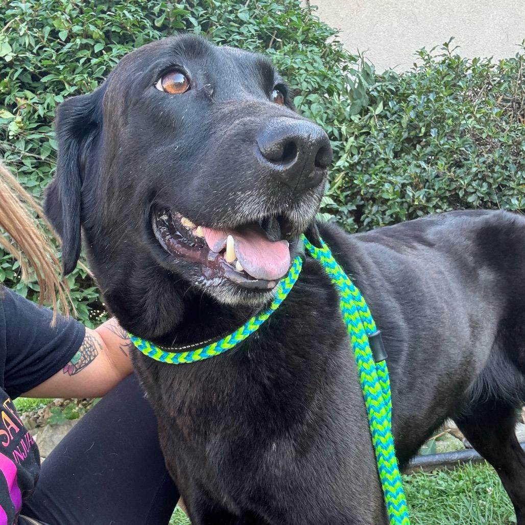 Enlarge Lainey, a Adoptable Black Labrador Retriever in Parkersburg, WV image 1/6