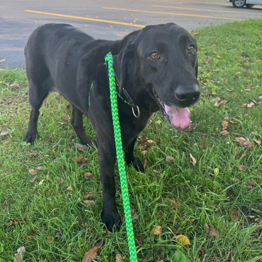 Enlarge Lainey, a Adoptable Black Labrador Retriever in Parkersburg, WV image 3/6