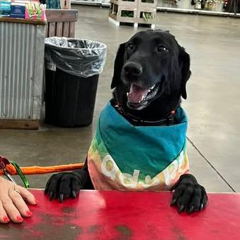 Enlarge Lainey, a Adoptable Black Labrador Retriever in Parkersburg, WV image 4/6