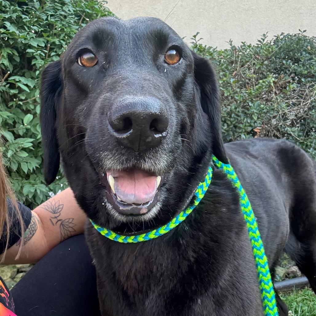 Enlarge Lainey, a Adoptable Black Labrador Retriever in Parkersburg, WV image 6/6