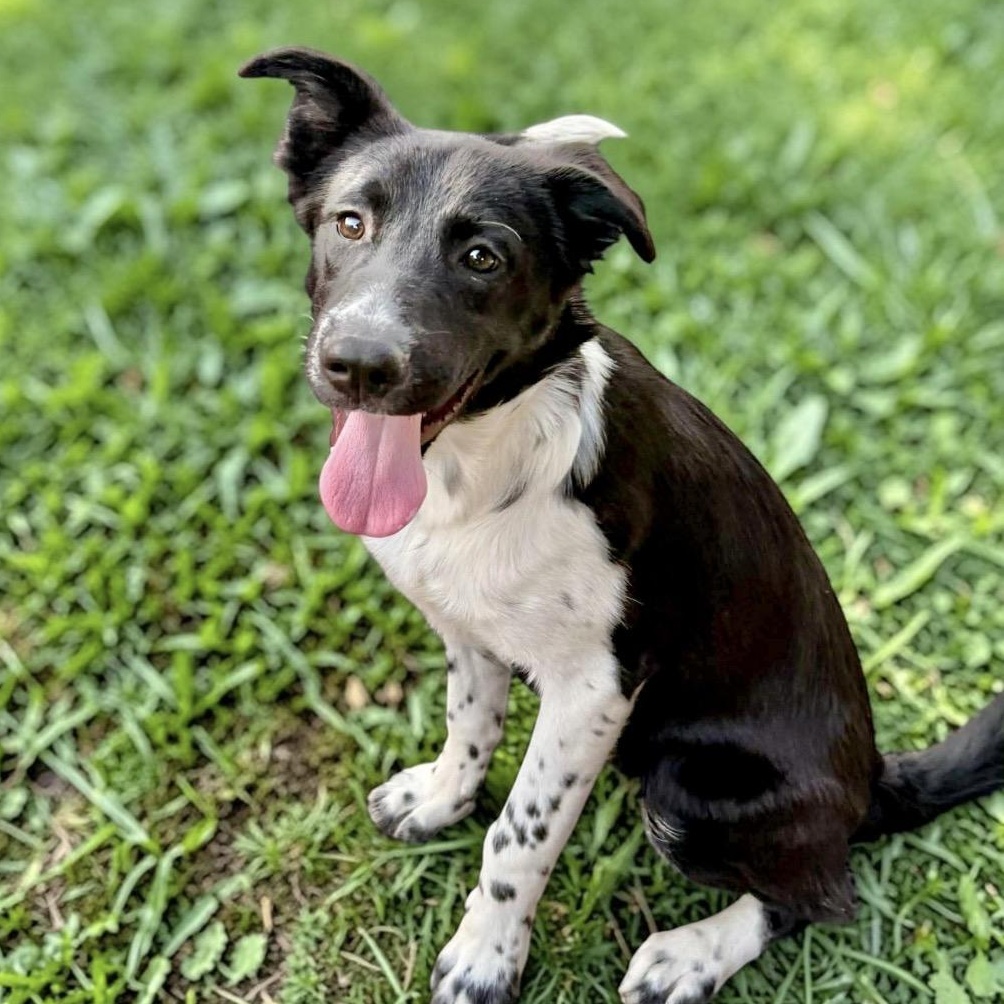 Enlarge Ram, a Adoptable Border Collie in Pittsburgh, PA image 1/6