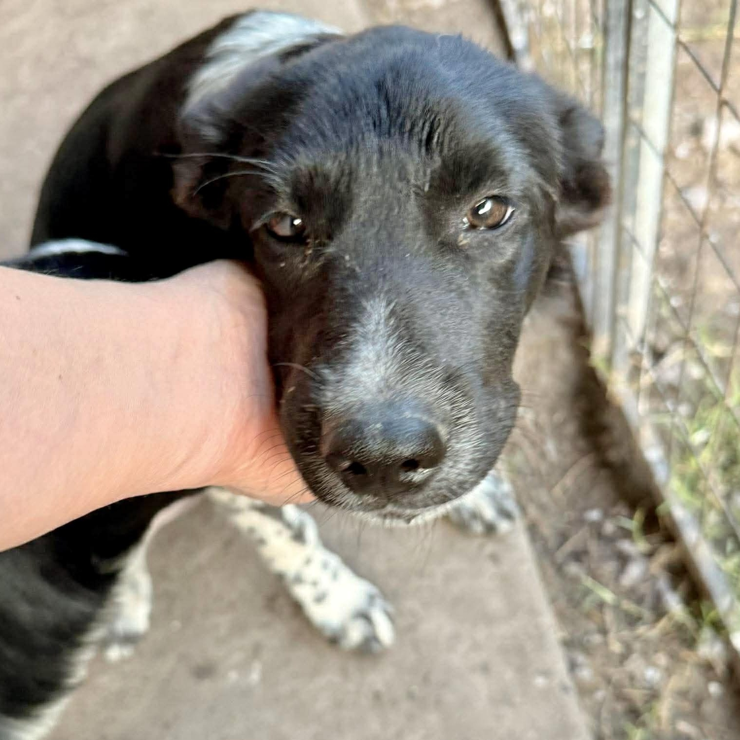 Enlarge Ram, a Adoptable Border Collie in Pittsburgh, PA image 6/6
