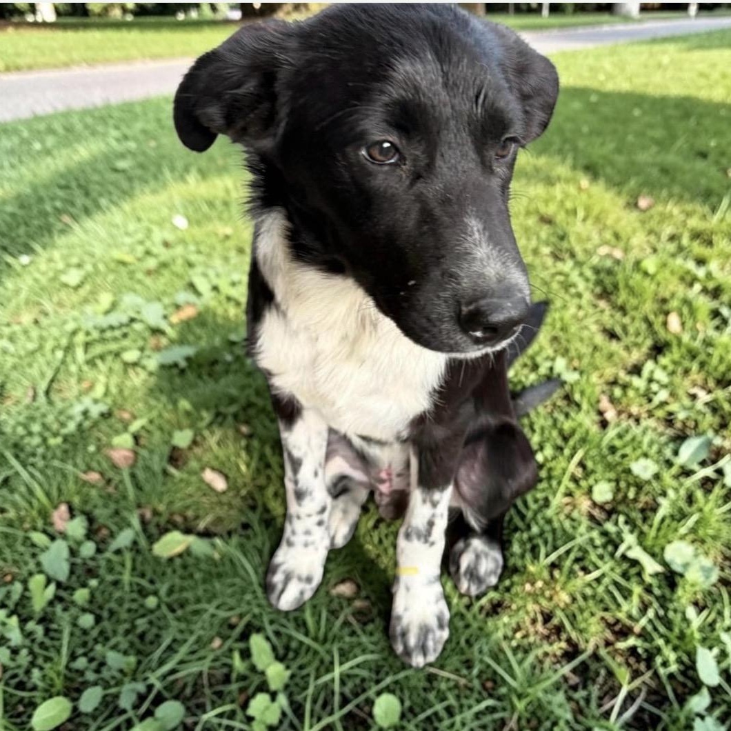 Enlarge Ram, a Adoptable Border Collie in Pittsburgh, PA image 3/6