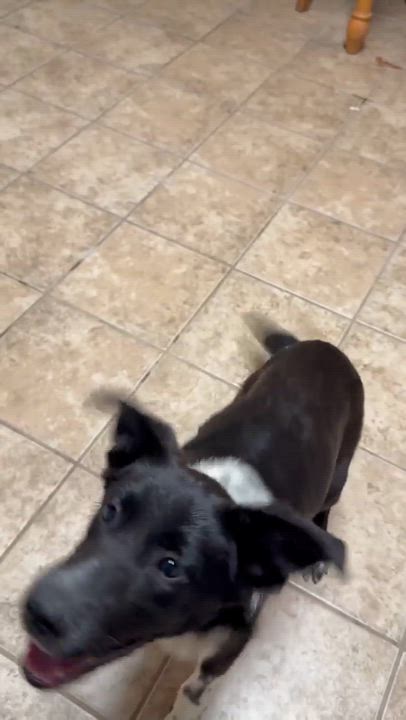 Enlarge Ram, a Adoptable Border Collie in Pittsburgh, PA video 2/6