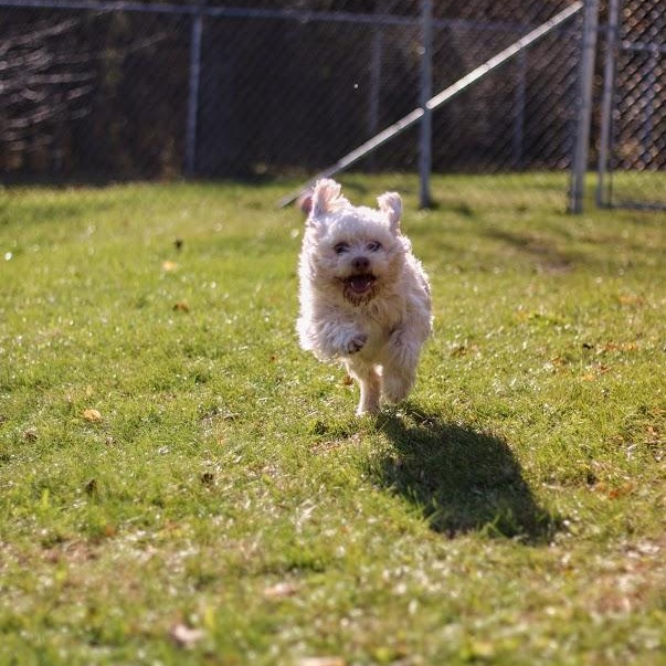 Enlarge Roger, a Adoptable mixed breed in Battle Creek, MI image 5/6