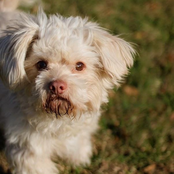 Enlarge Roger, a Adoptable mixed breed in Battle Creek, MI image 4/6