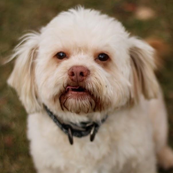 Enlarge Roger, a Adoptable mixed breed in Battle Creek, MI image 2/6