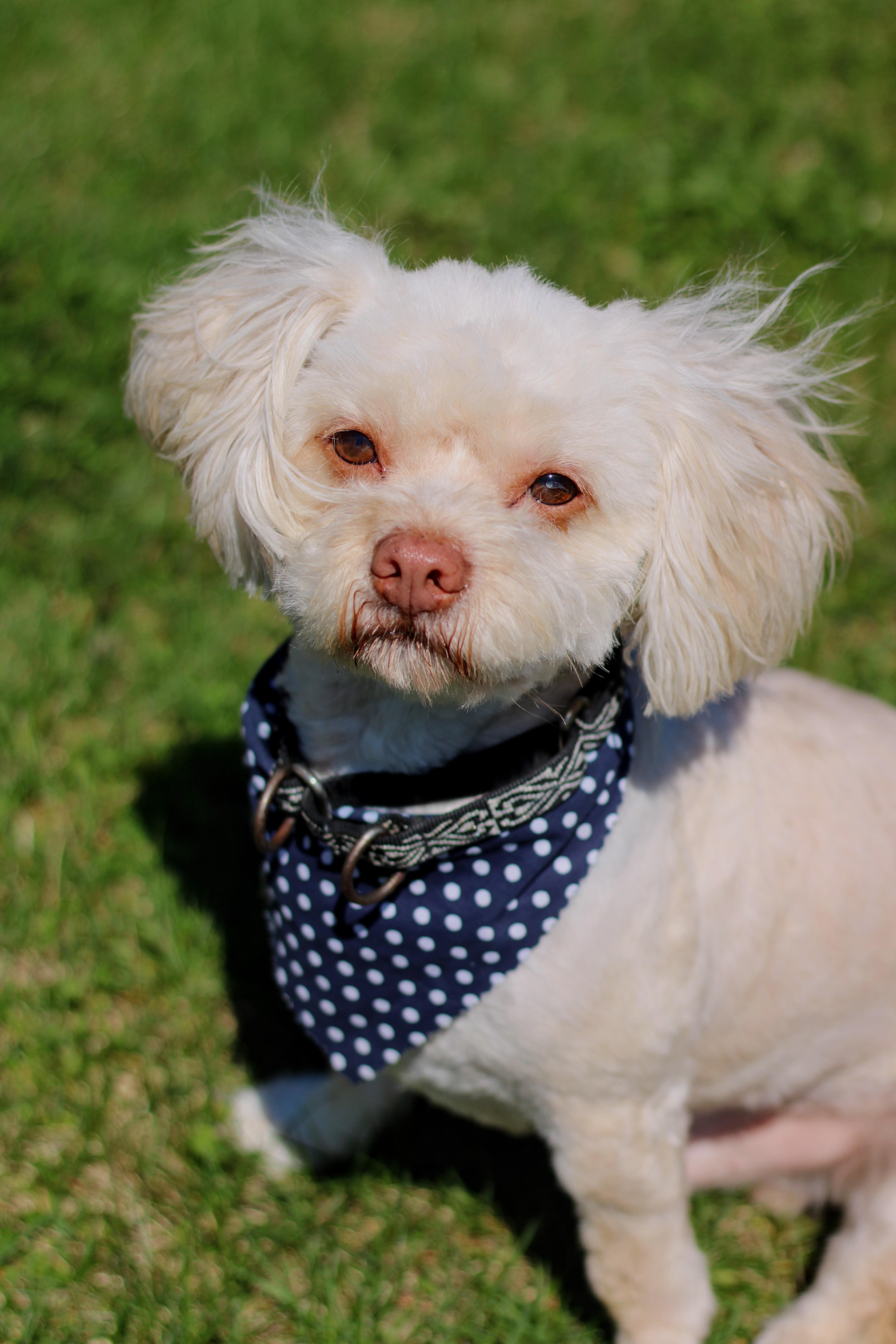 Enlarge Roger, a Adoptable mixed breed in Battle Creek, MI image 2/6