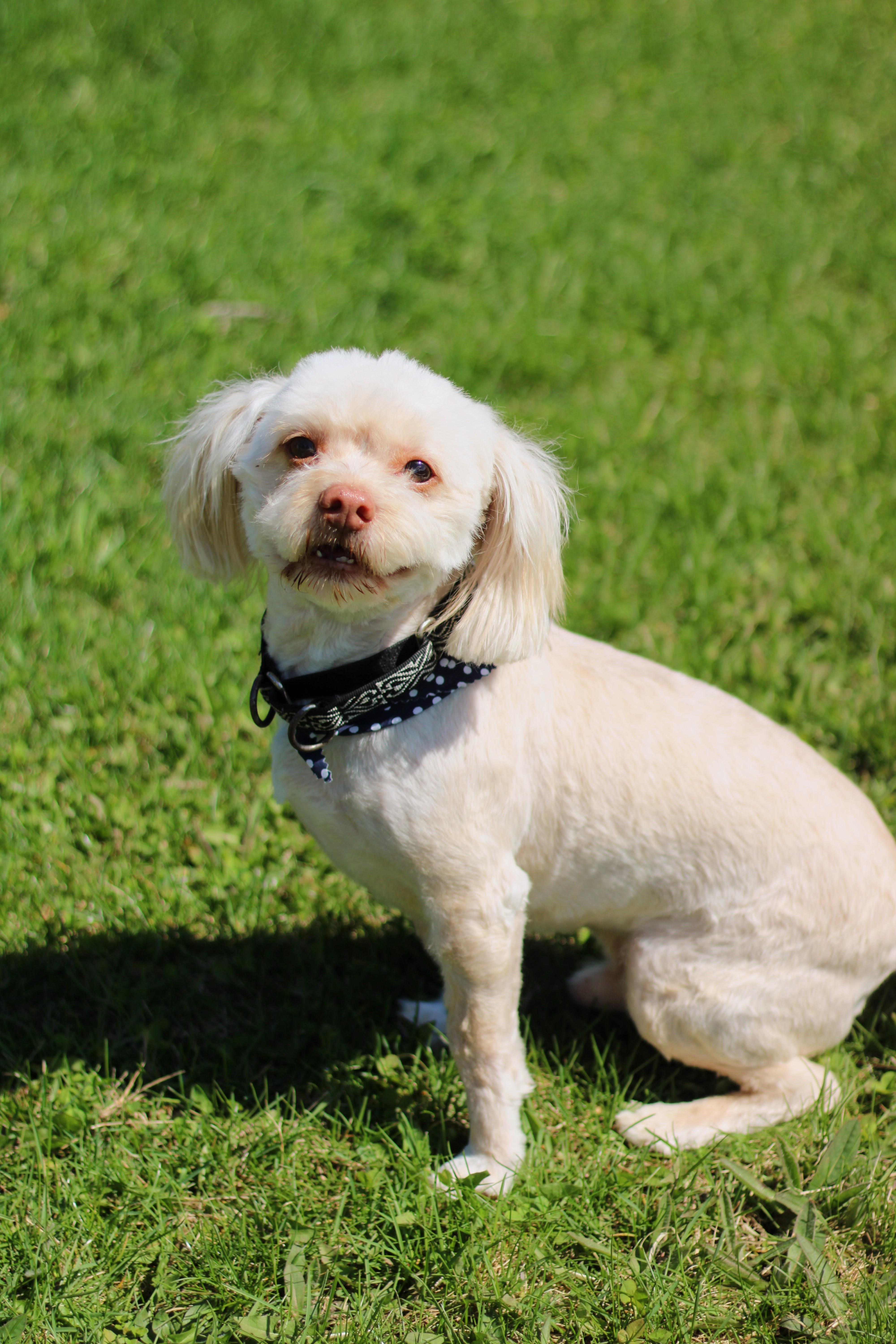 Enlarge Roger, a Adoptable mixed breed in Battle Creek, MI image 1/6
