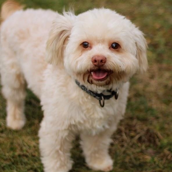 Enlarge Roger, a Adoptable mixed breed in Battle Creek, MI image 1/6