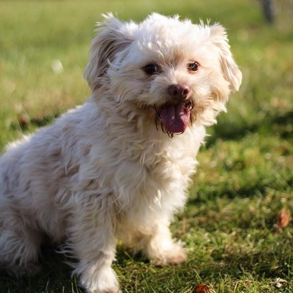 Enlarge Roger, a Adoptable mixed breed in Battle Creek, MI image 3/6