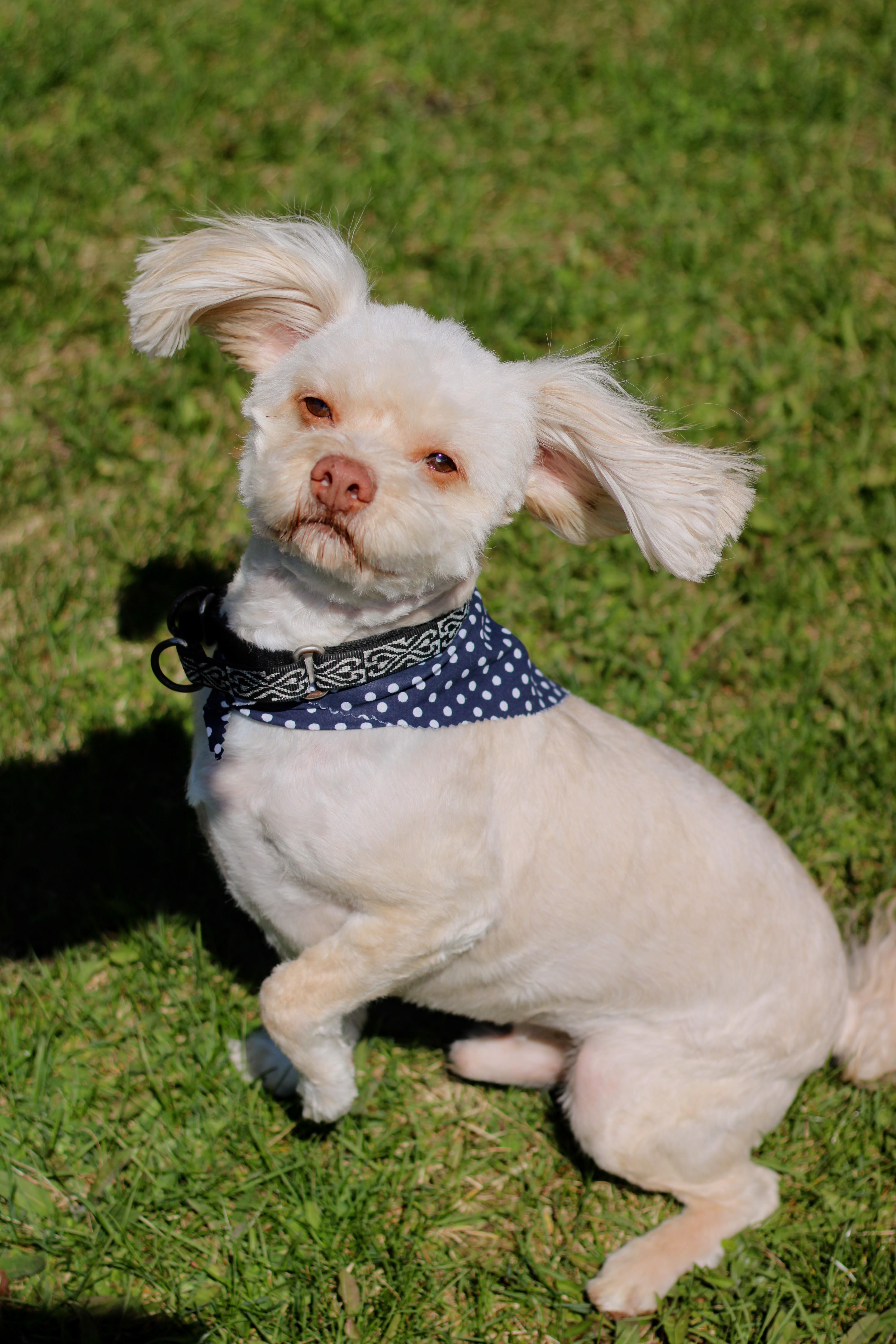 Enlarge Roger, a Adoptable mixed breed in Battle Creek, MI image 3/6