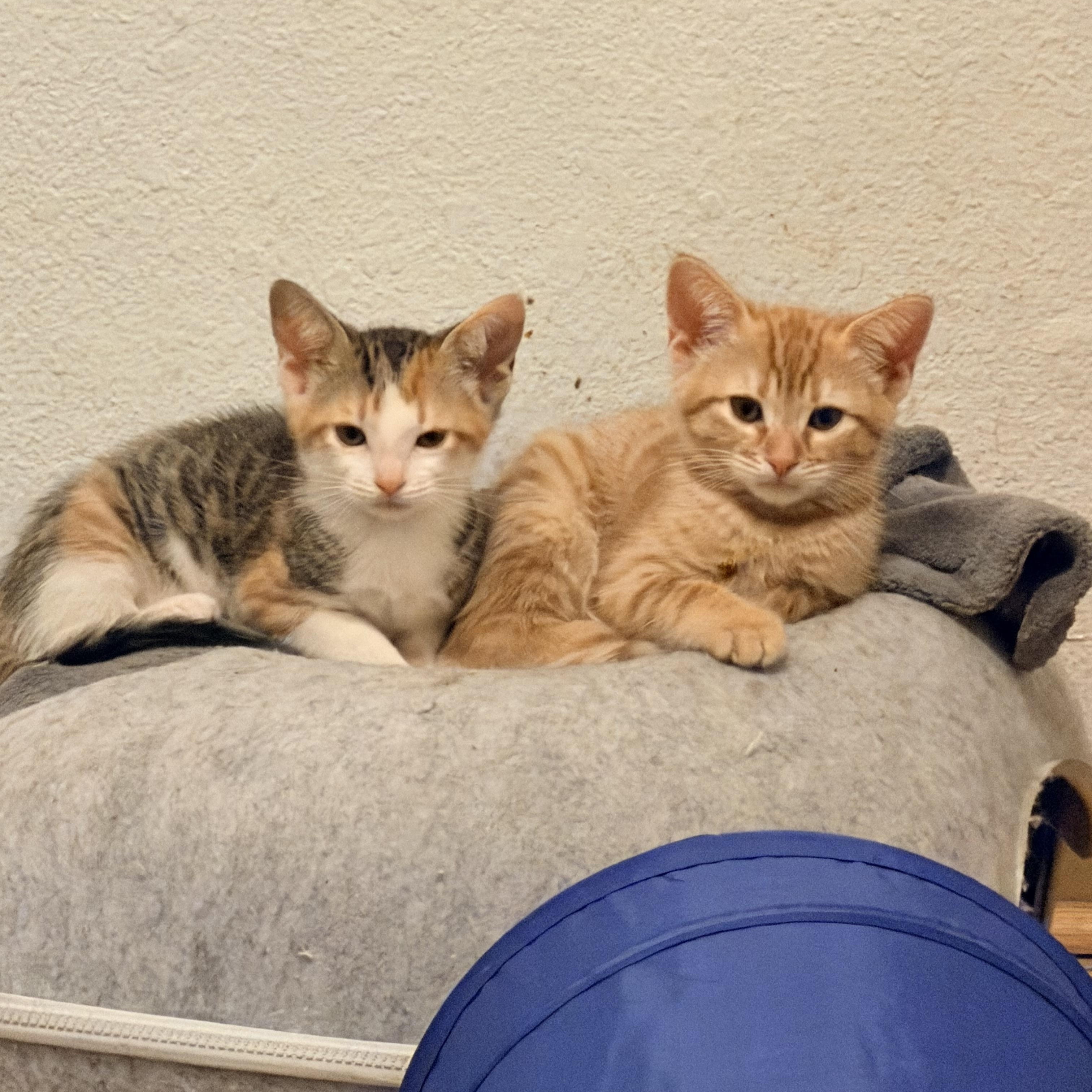 Nevee and Tigerlily Bonded Sisters, a ADOPTABLE Calico in Tracy, CA image 1/3