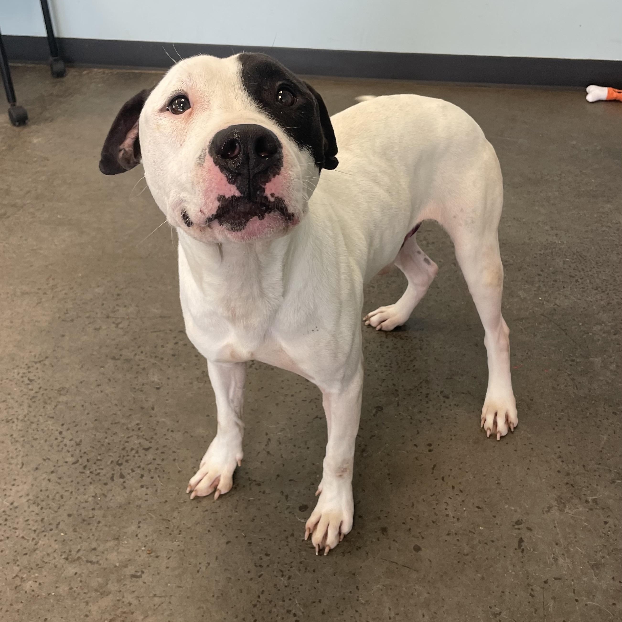 Saturday Night Fever