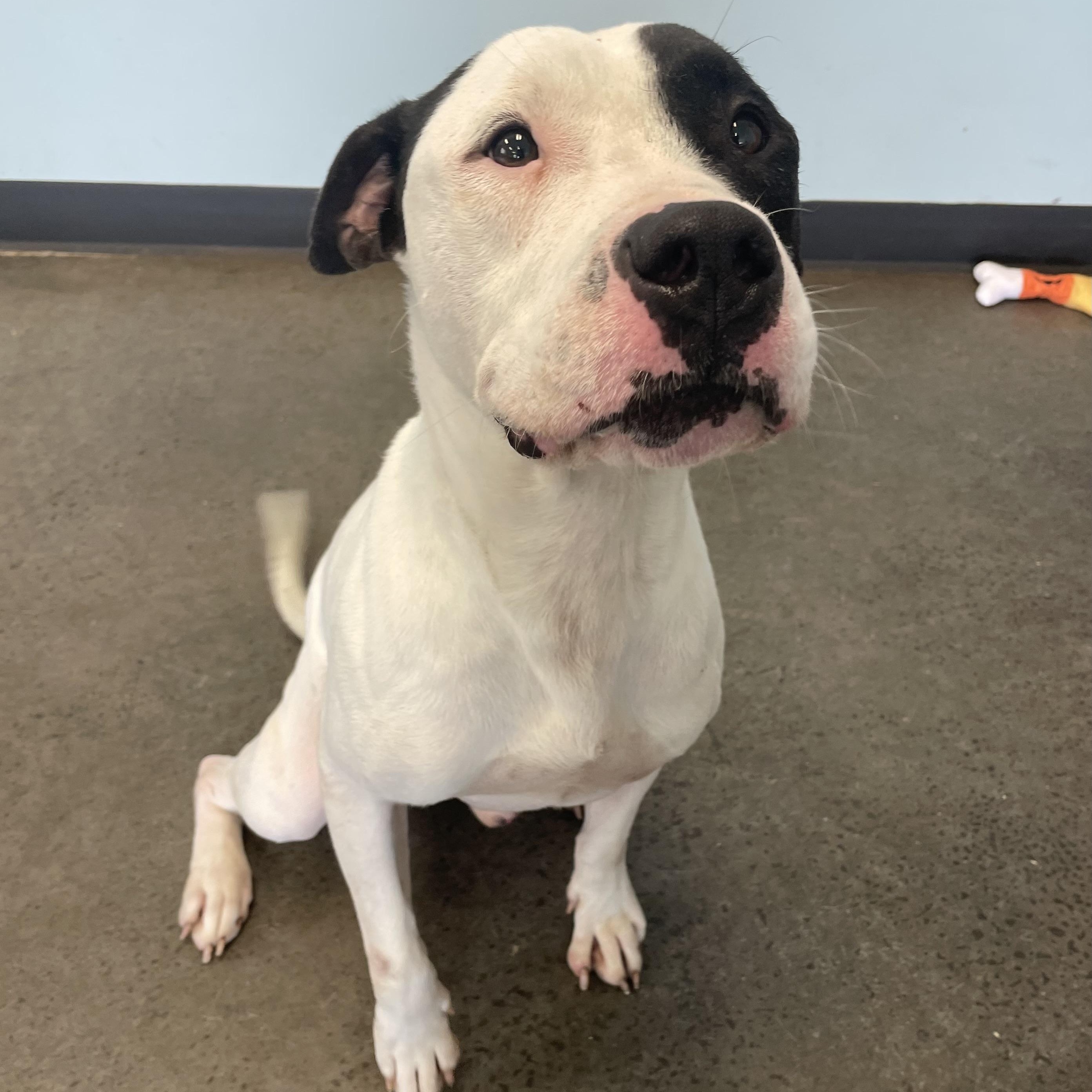 Saturday Night Fever