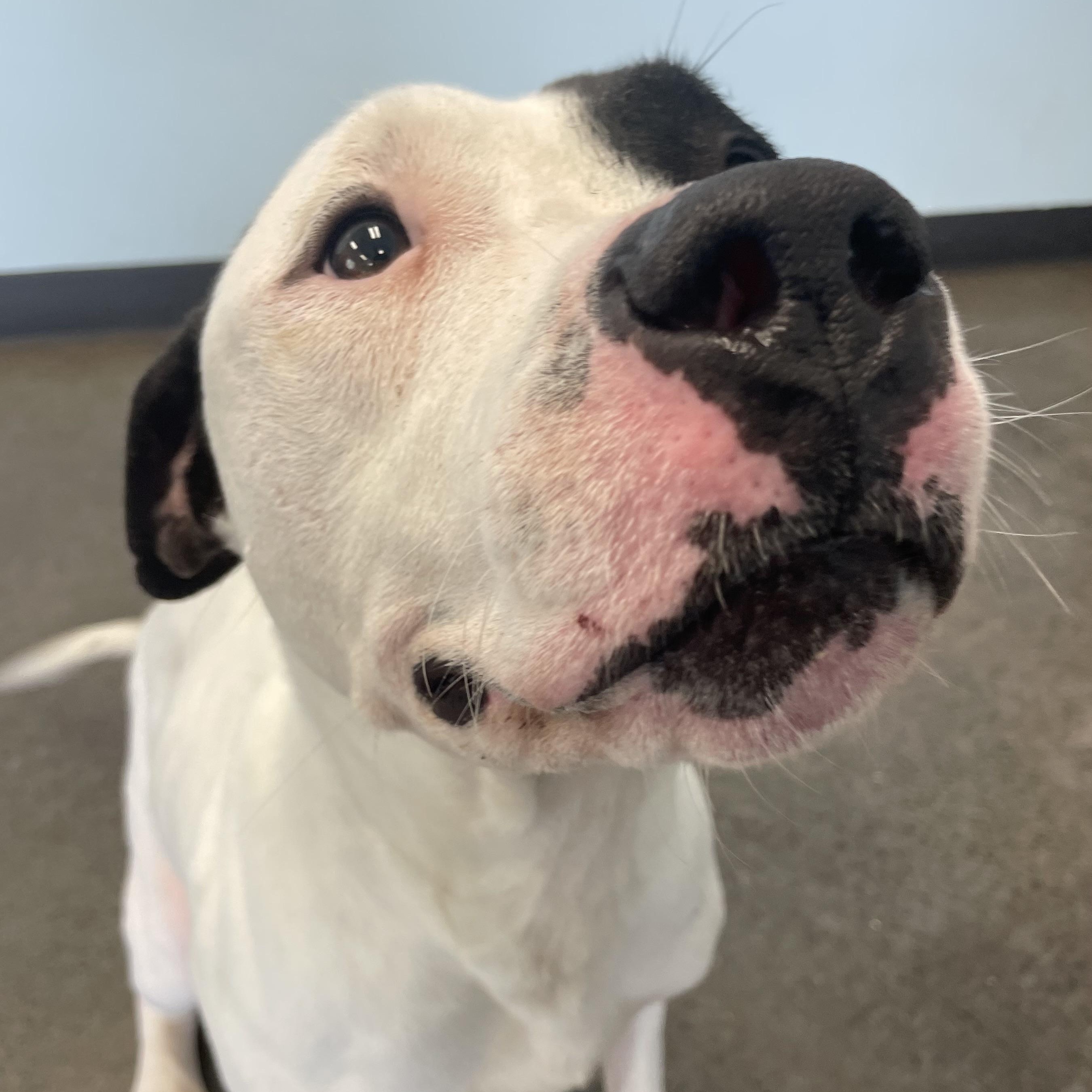 Saturday Night Fever