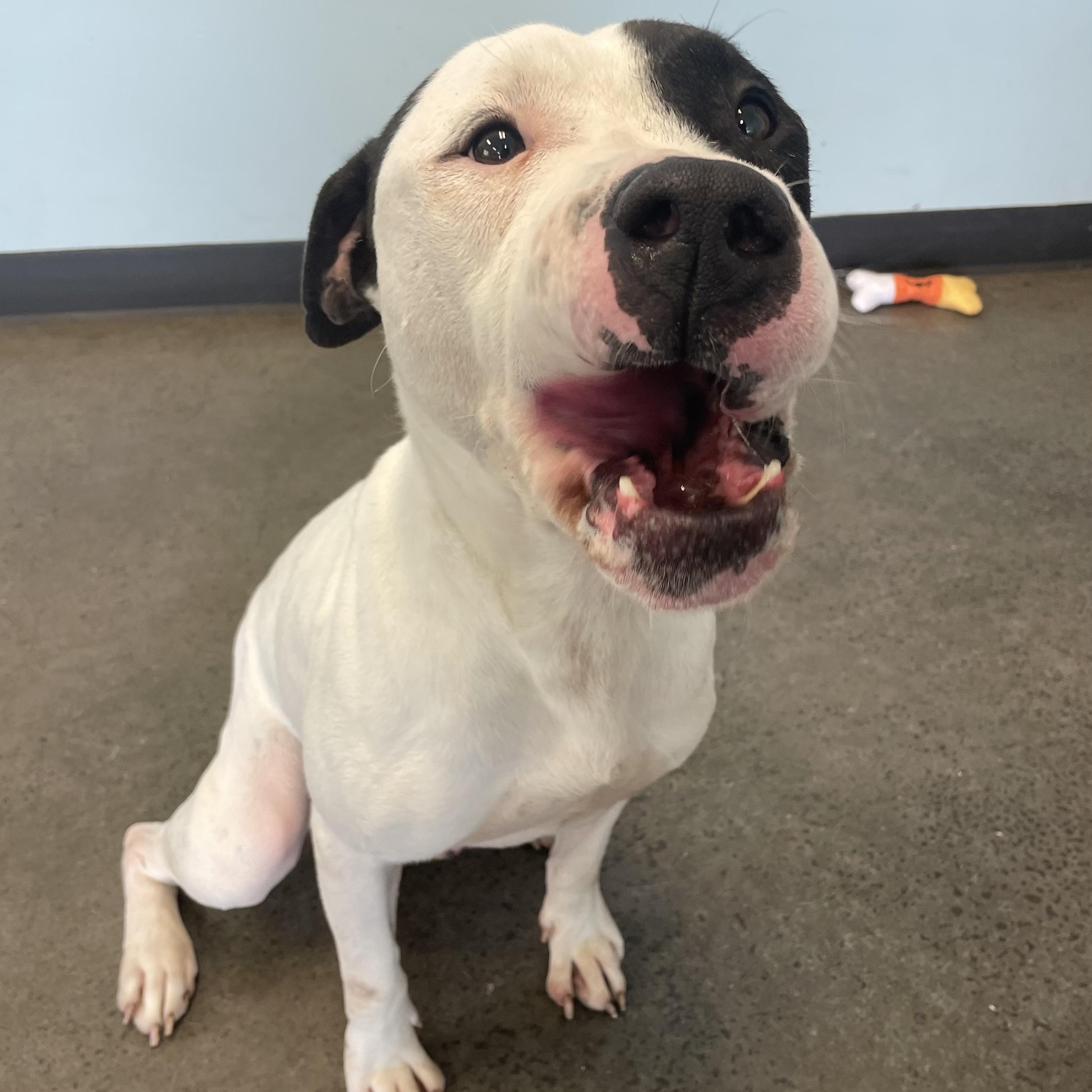 Saturday Night Fever