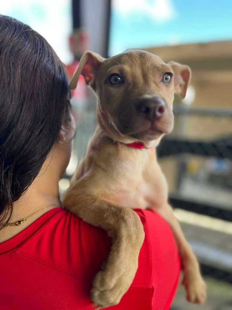 Leia, adopted, Puppy Female Mixed Breed.